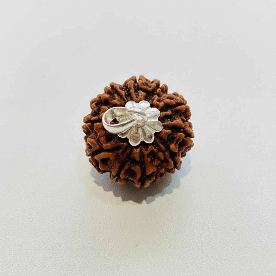 10 Mukhi Rudraksh (Nepali)