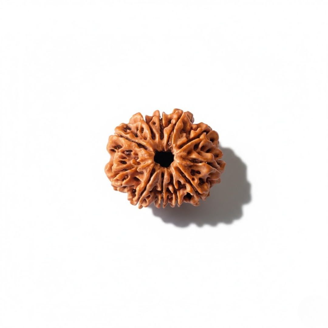 11 Mukhi Rudraksh (Nepali)