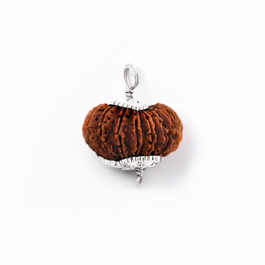 14 Mukhi Rudraksh (Nepali)