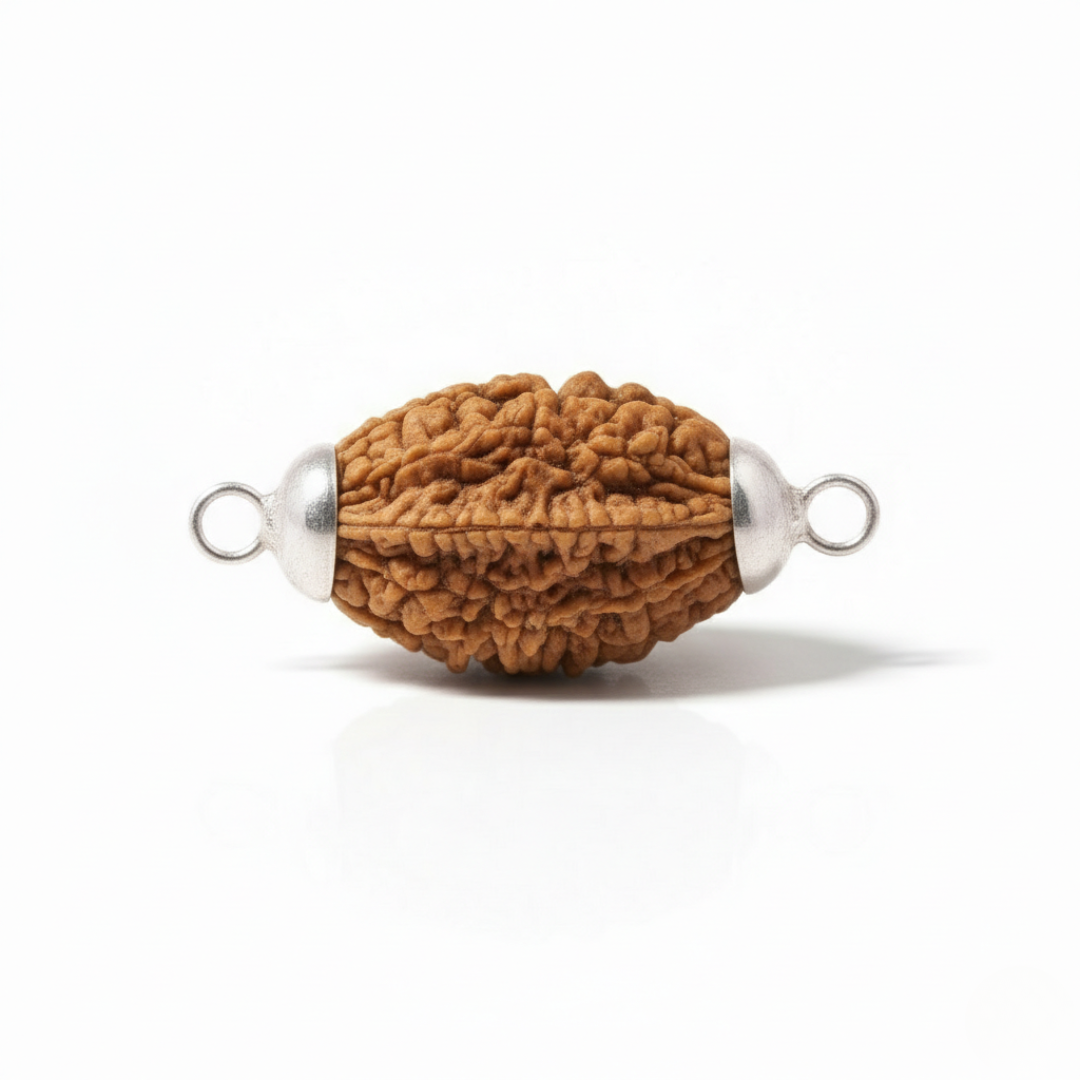 2 Mukhi Rudraksh (Nepali)