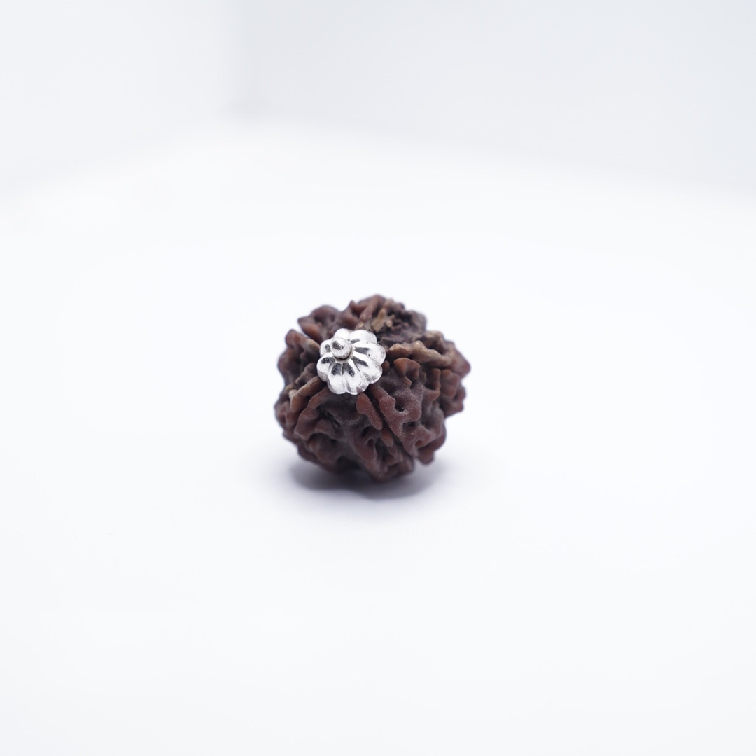 5 Mukhi Rudraksh (Nepali)