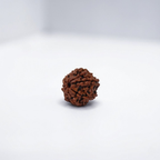 8 Mukhi Rudraksh (Nepali)